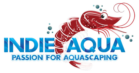 Arquivo de PEIXES TROPICAIS - Indie Aqua