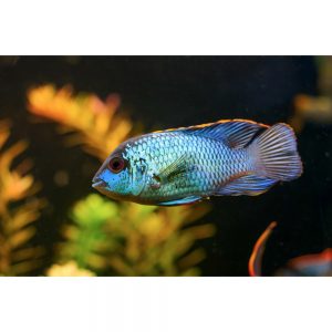 Arquivo de PEIXES TROPICAIS - Indie Aqua